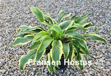 Hosta Kim She